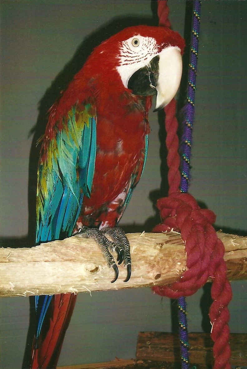 Green-winged Macaw, 13th September 2013