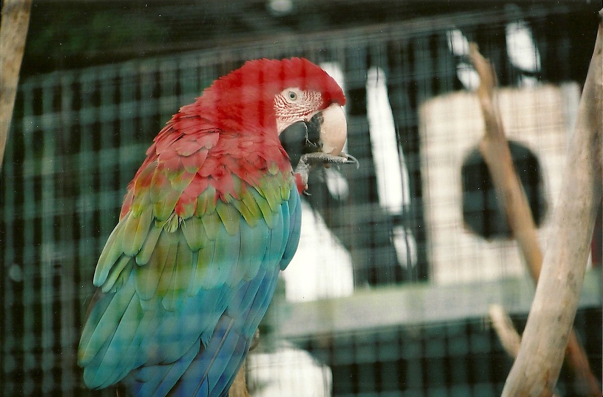 Green-winged Macaw 16th April 2004