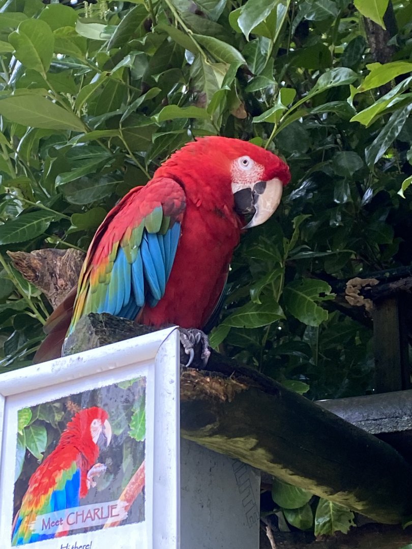 Green-winged macaw 170224