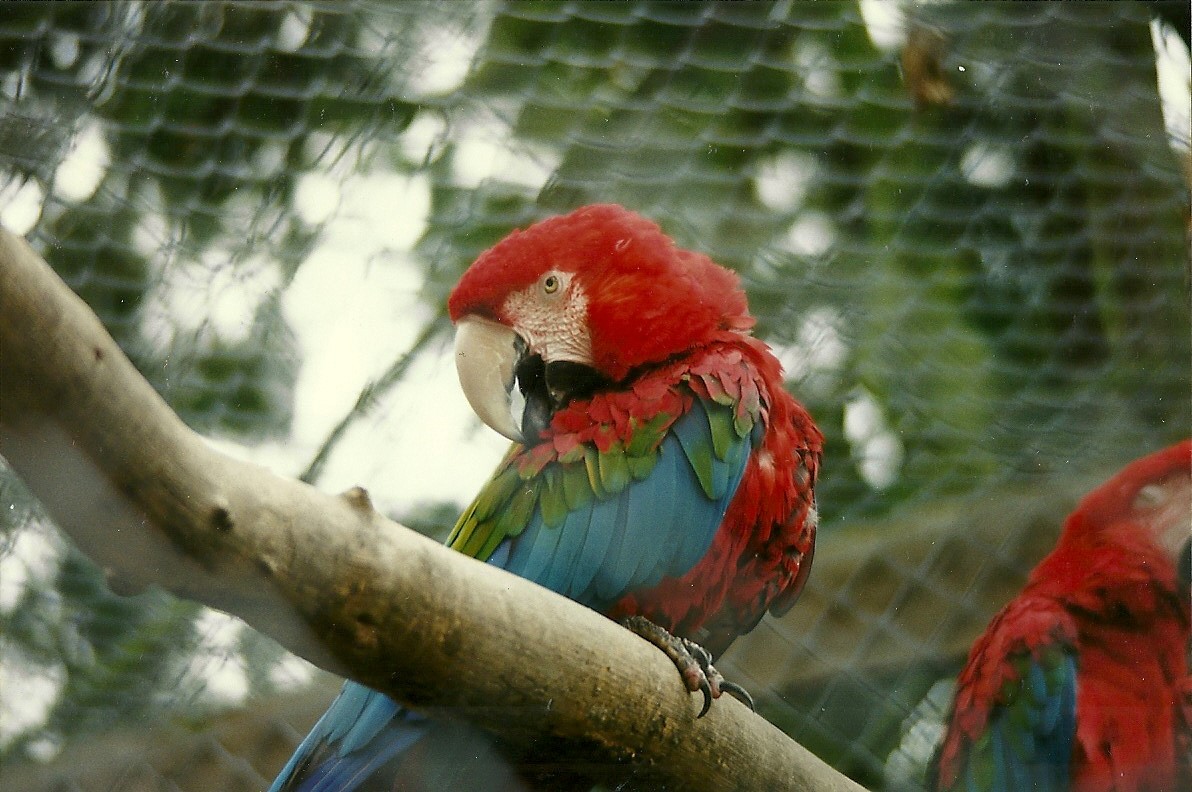 Green-winged Macaw 17th October 1997
