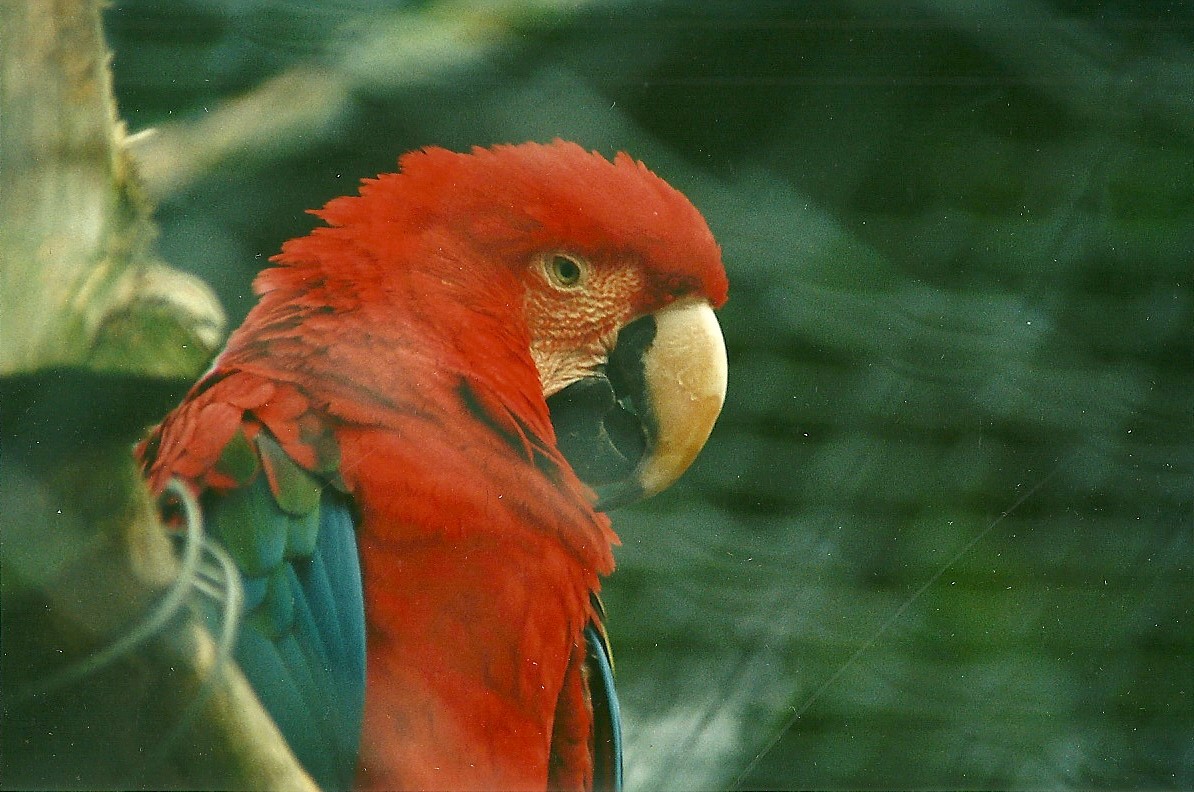 Green-winged Macaw 18th December 1999