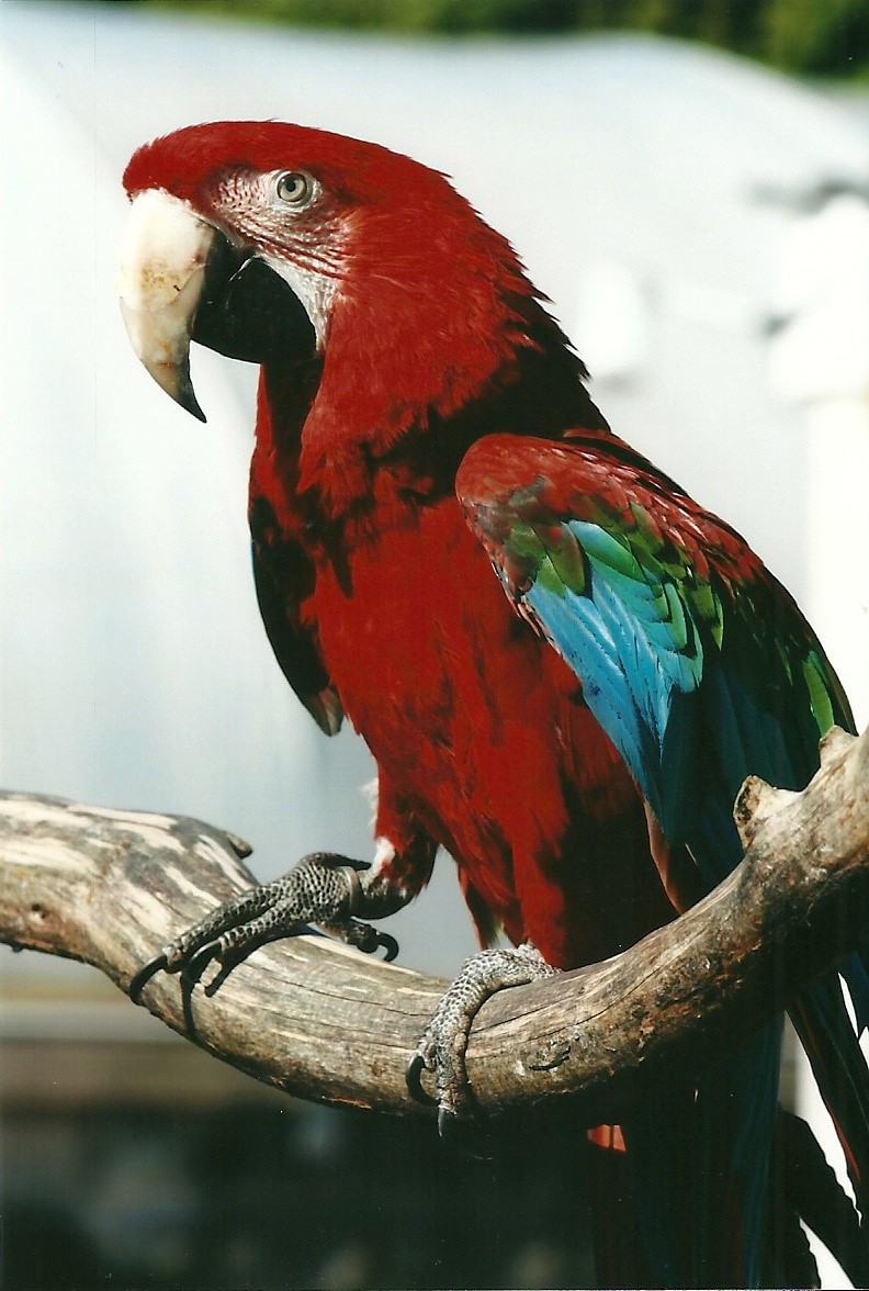 Green-winged Macaw 19th May 2013