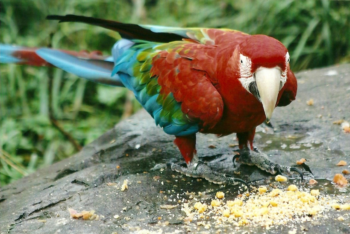 Green-winged Macaw 1st November 2012