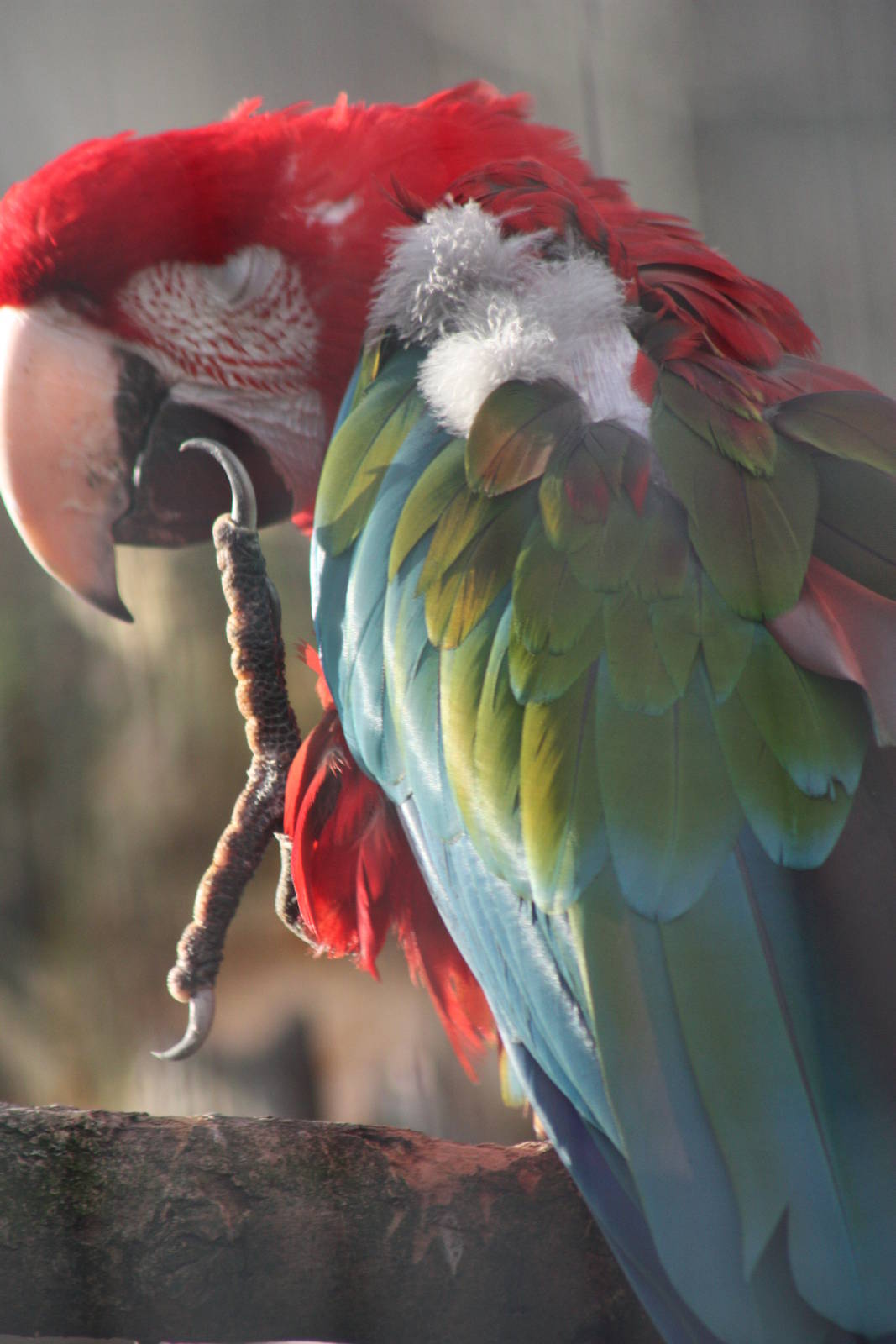 Green-winged Macaw, 22nd December 2014