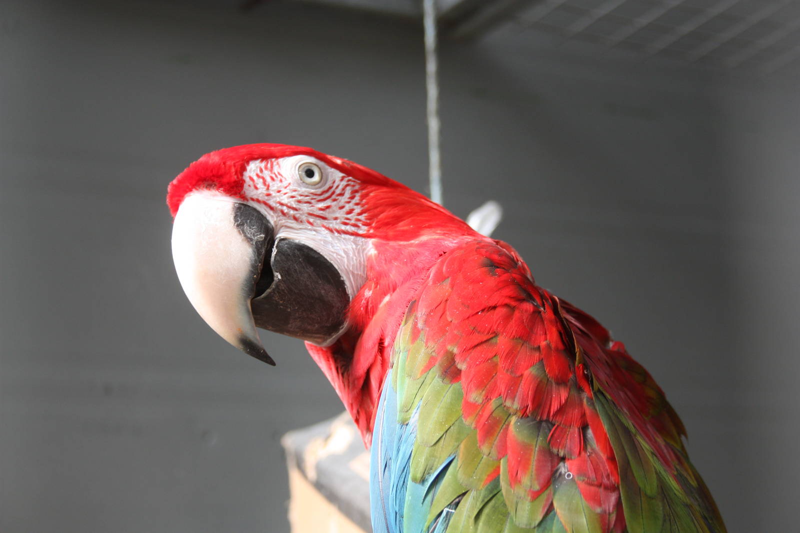 Green-winged Macaw, 23rd September 2014