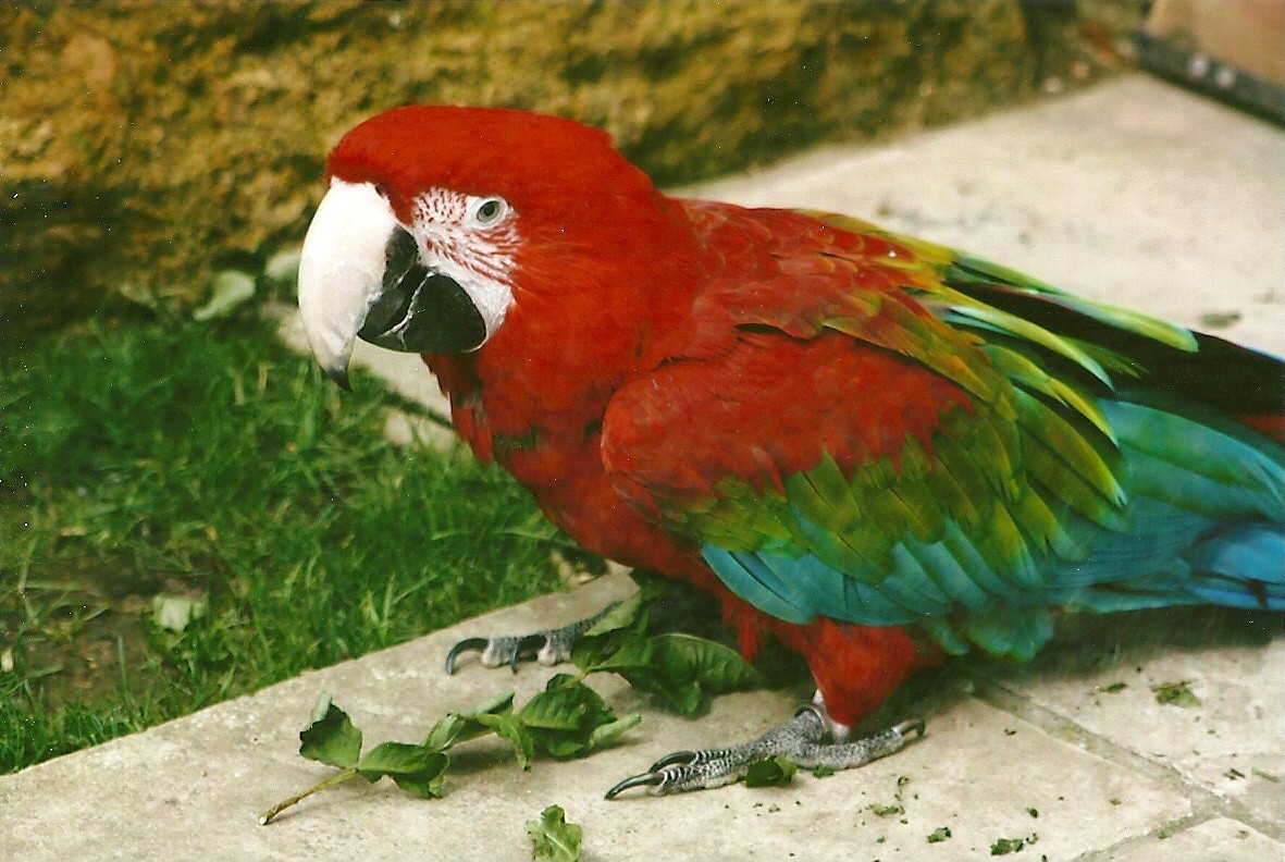 Green-winged Macaw 3rd August 2012