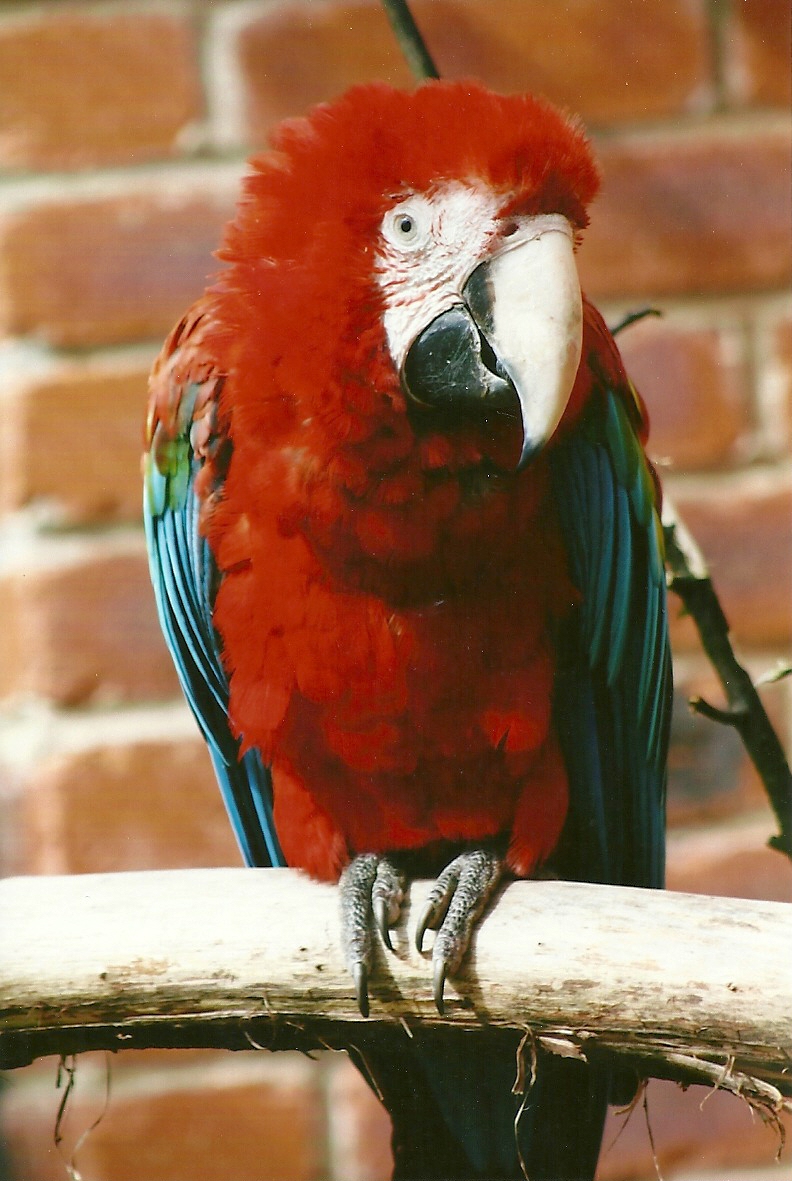 Green-winged Macaw 3rd August 2012