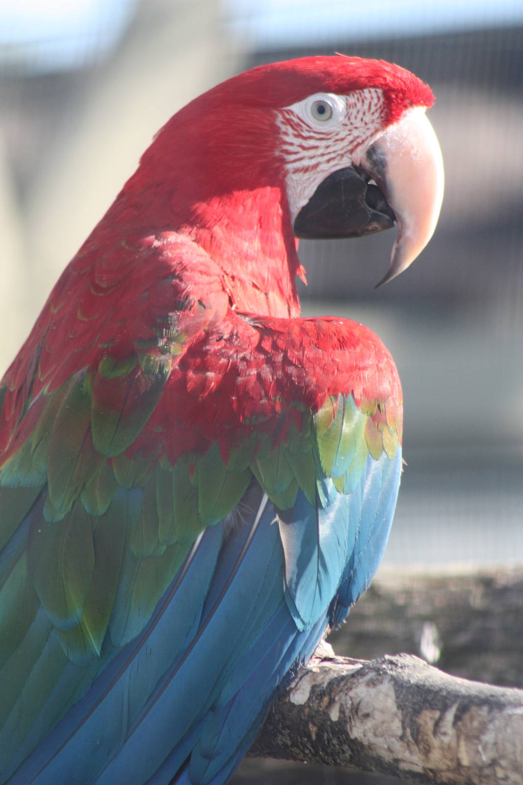 Green-winged Macaw, 4th August 2014