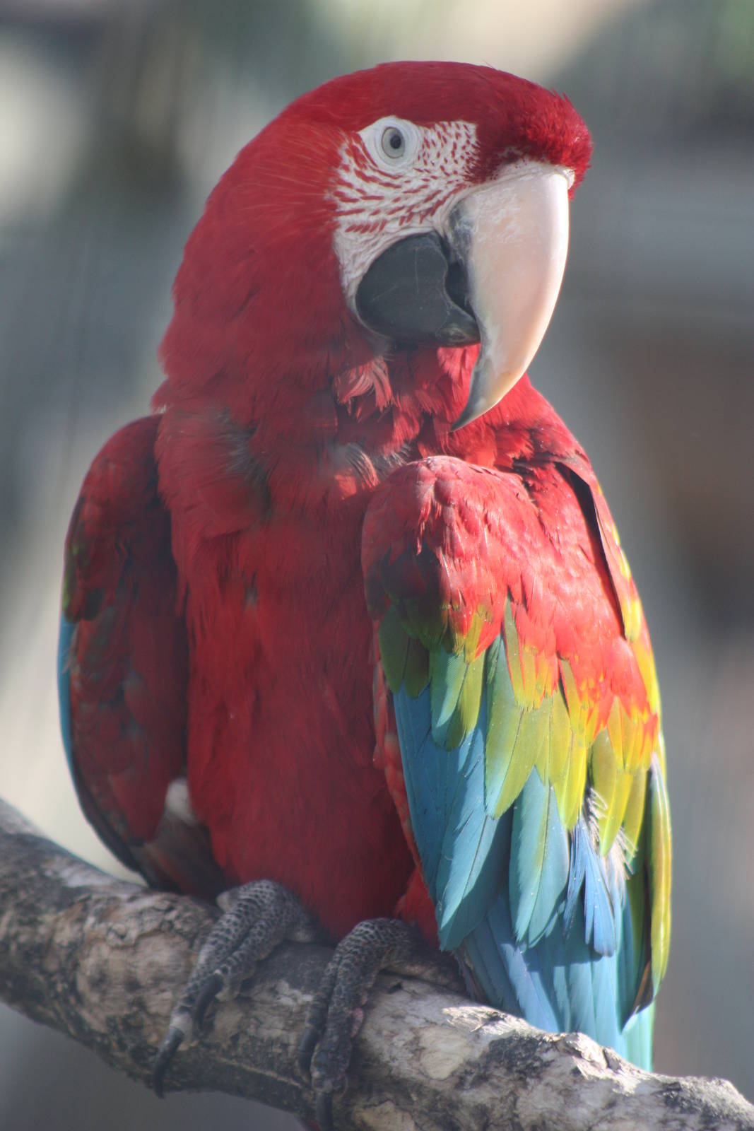 Green-winged Macaw, 4th August 2014