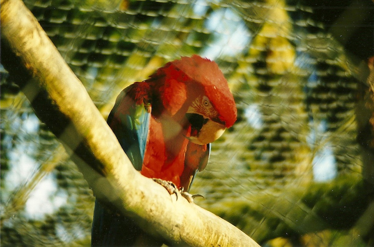 Green-winged Macaw 5th December 1998