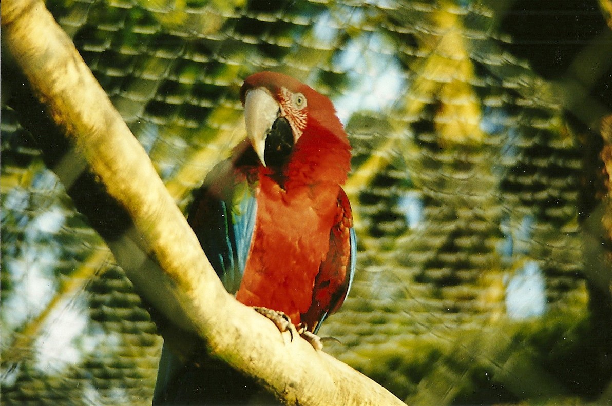 Green-winged Macaw 5th December 1998
