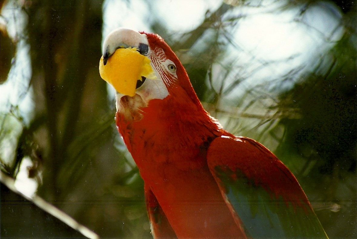 Green-winged Macaw 5th June 1999