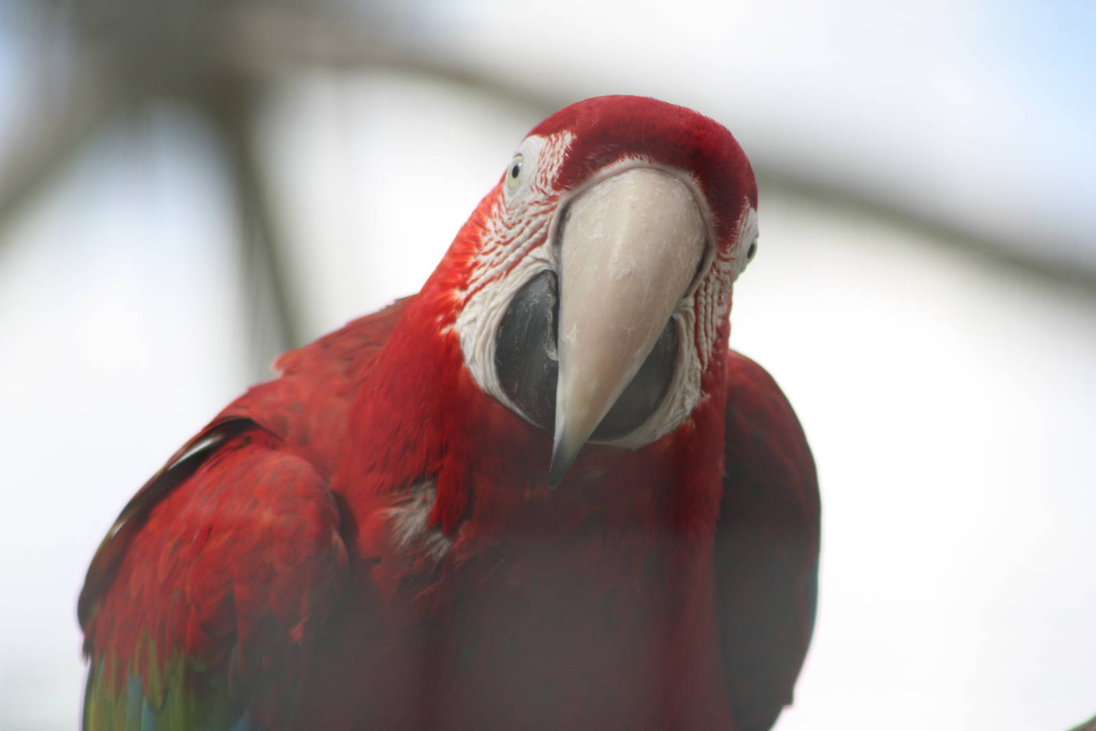 Green-winged Macaw, 7th July 2014