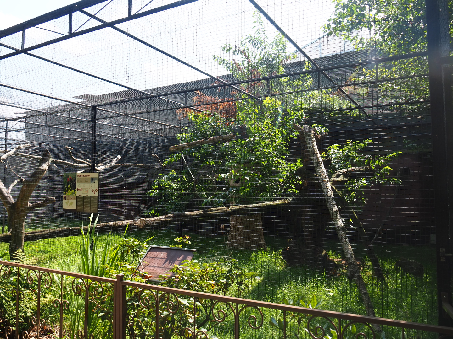 Green-winged macaw and Catalina hybrid macaw aviary, 2019-08-04