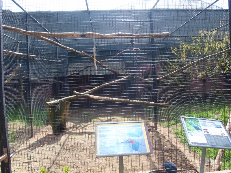 Green-winged macaw and purple swamphen aviary (April 19th, 2015)