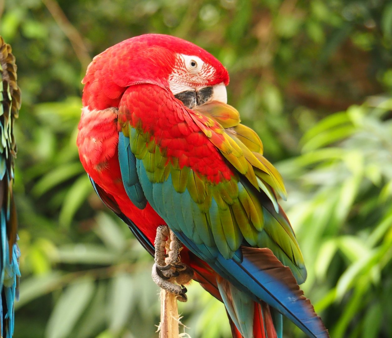 Green-winged macaw (Ara chloroptera), Aug 28th, 2018