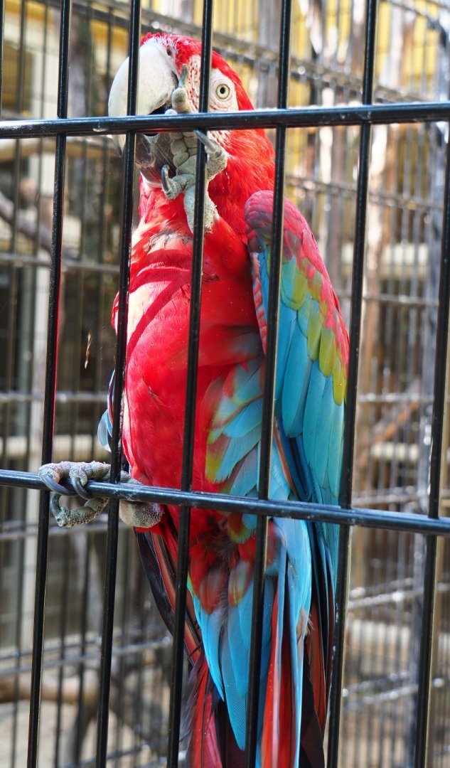 Green-winged macaw (Ara chloroptera), Aug 28th, 2018