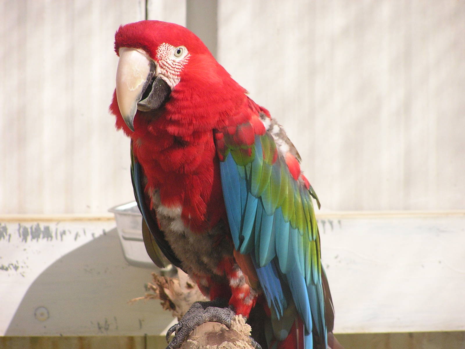 Green-winged macaw/ Ara chloroptera
