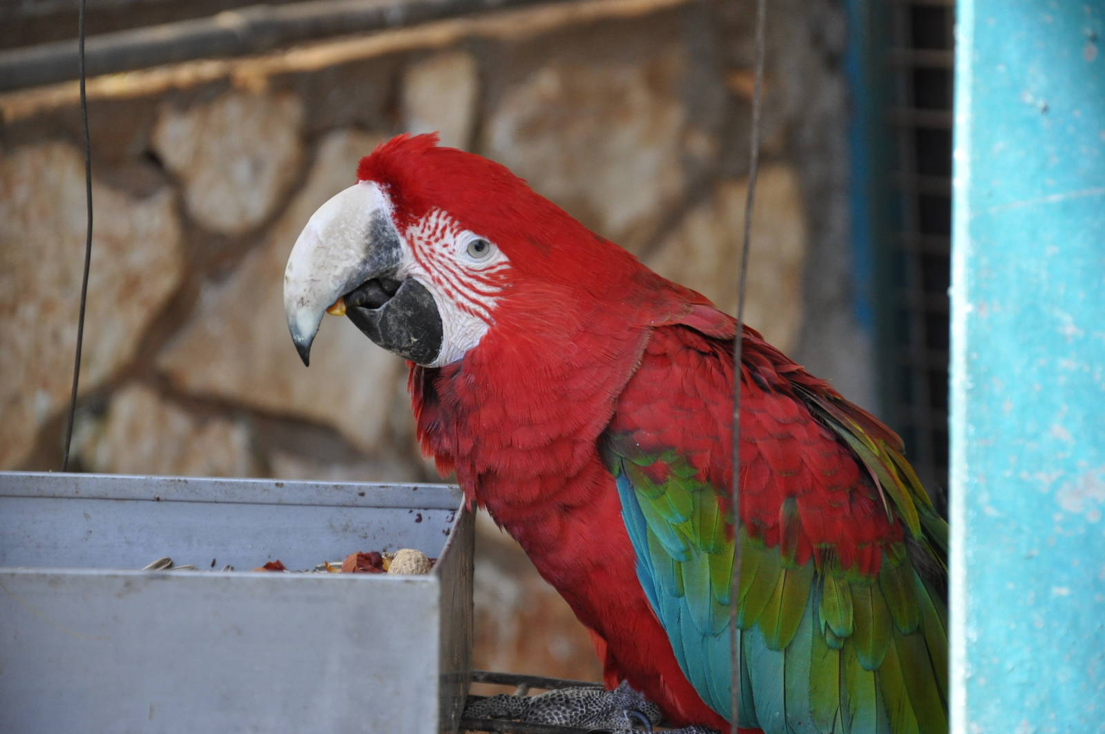 Green-winged macaw/ Ara chloroptera