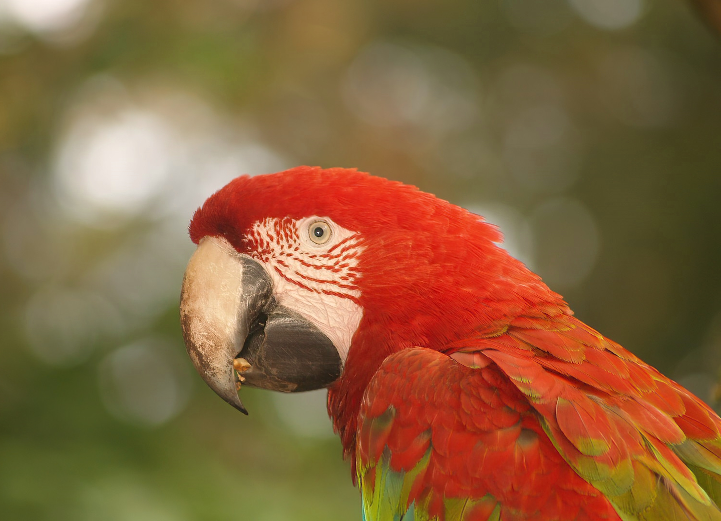 Green-winged macaw (Ara chloropterus), 2007-09-16