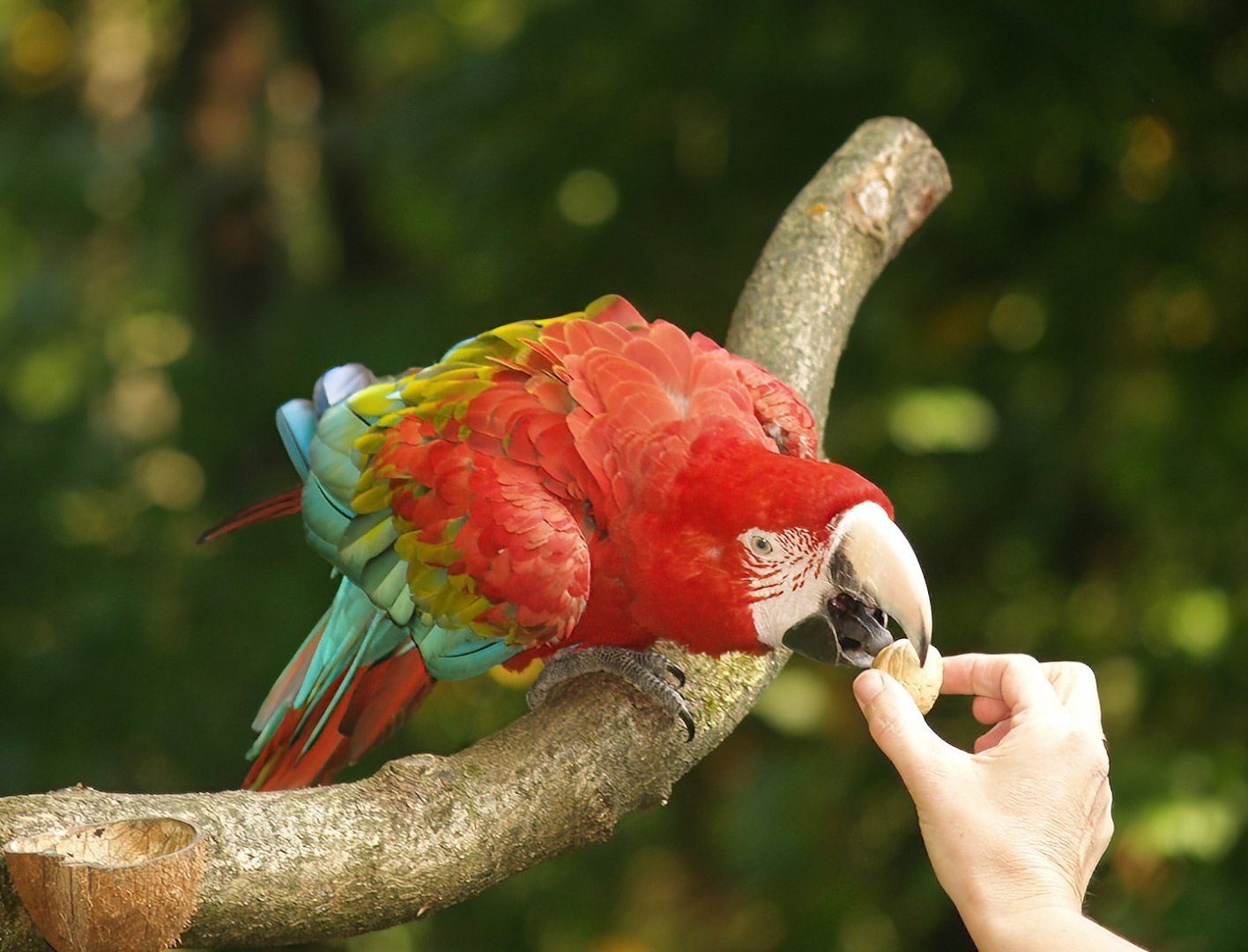 Green-winged macaw (Ara chloropterus), 2007-09-16