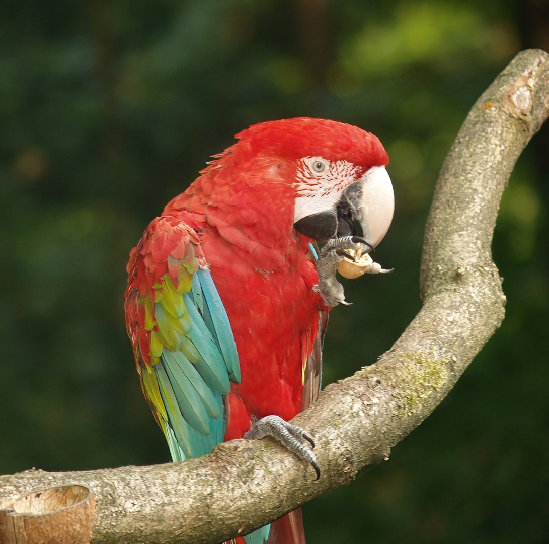 Green-winged macaw (Ara chloropterus), 2007-09-16