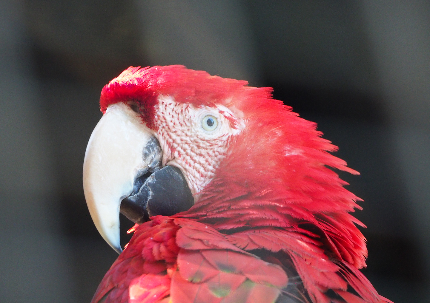 Green-winged macaw (Ara chloropterus), 2020-06-20