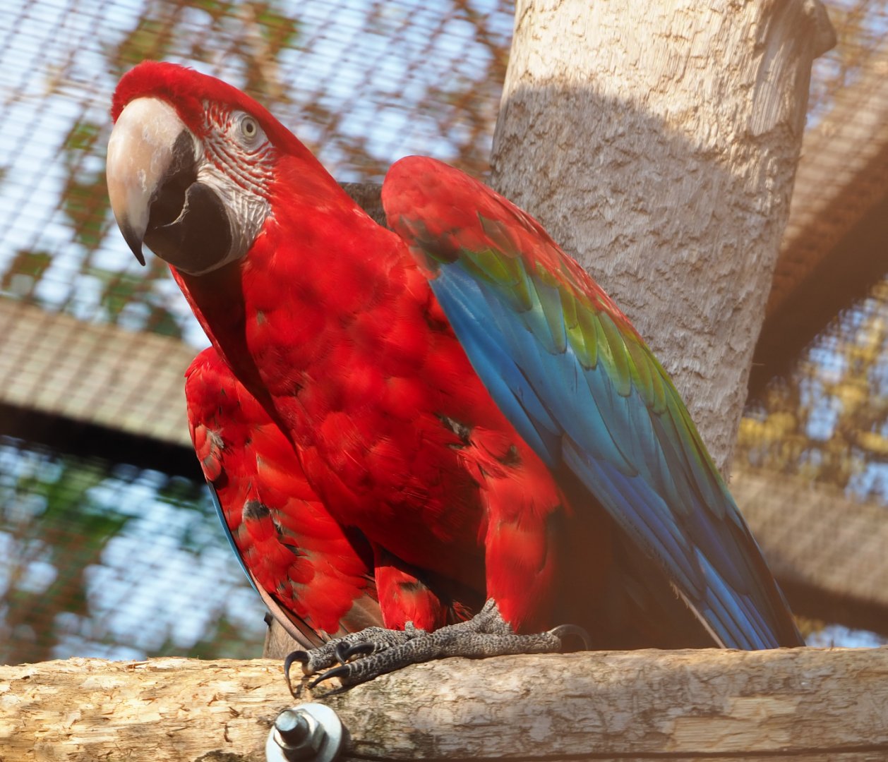 Green-winged macaw (Ara chloropterus), 2020-09-12