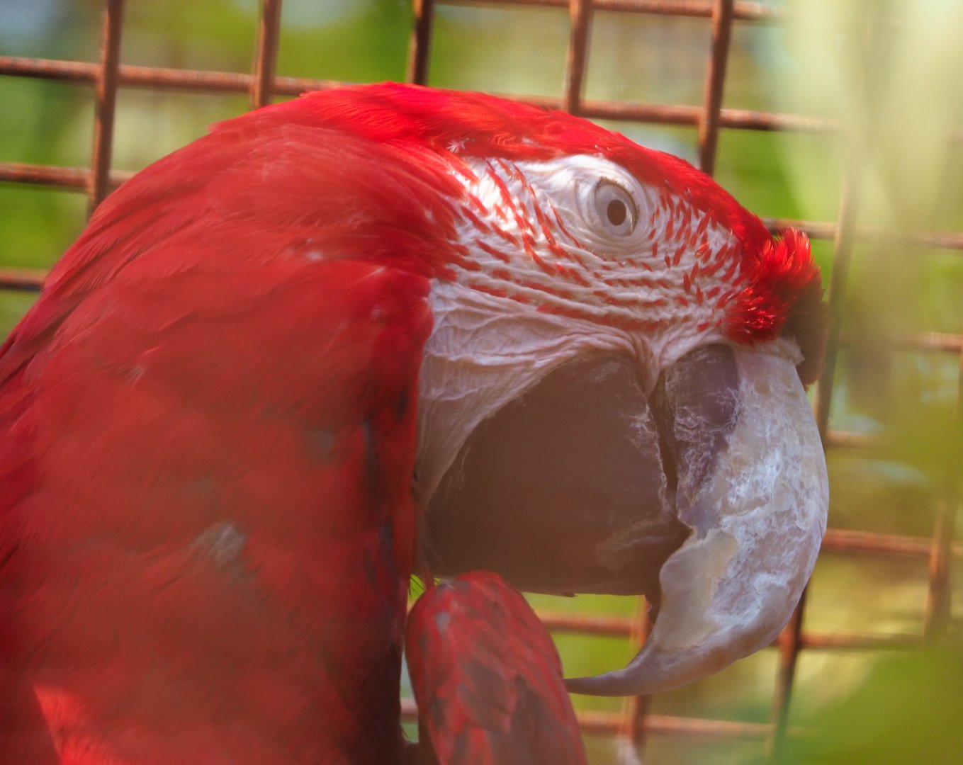 Green-winged macaw (Ara chloropterus), 2020-09-12