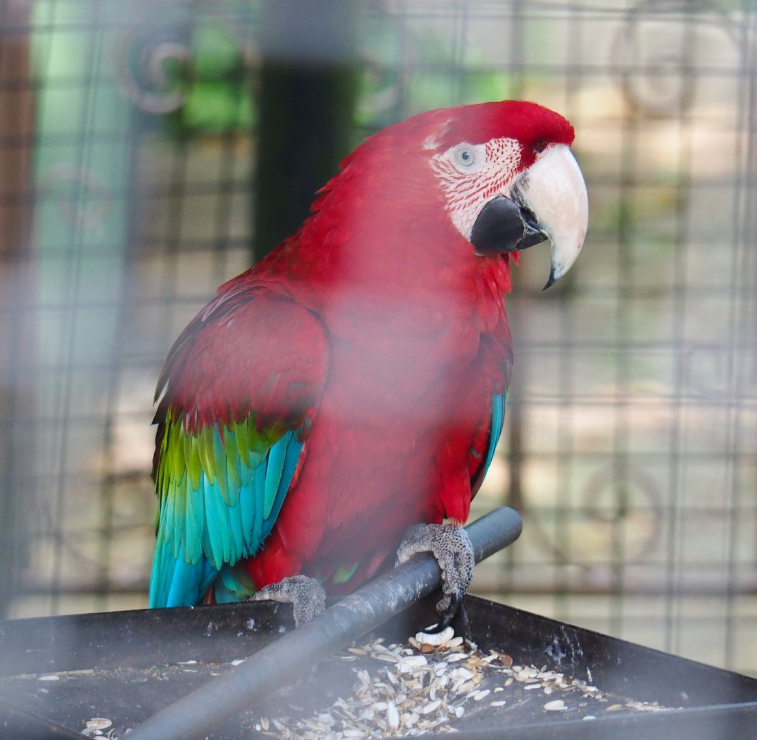 Green-winged macaw (Ara chloropterus), 2021-06-15