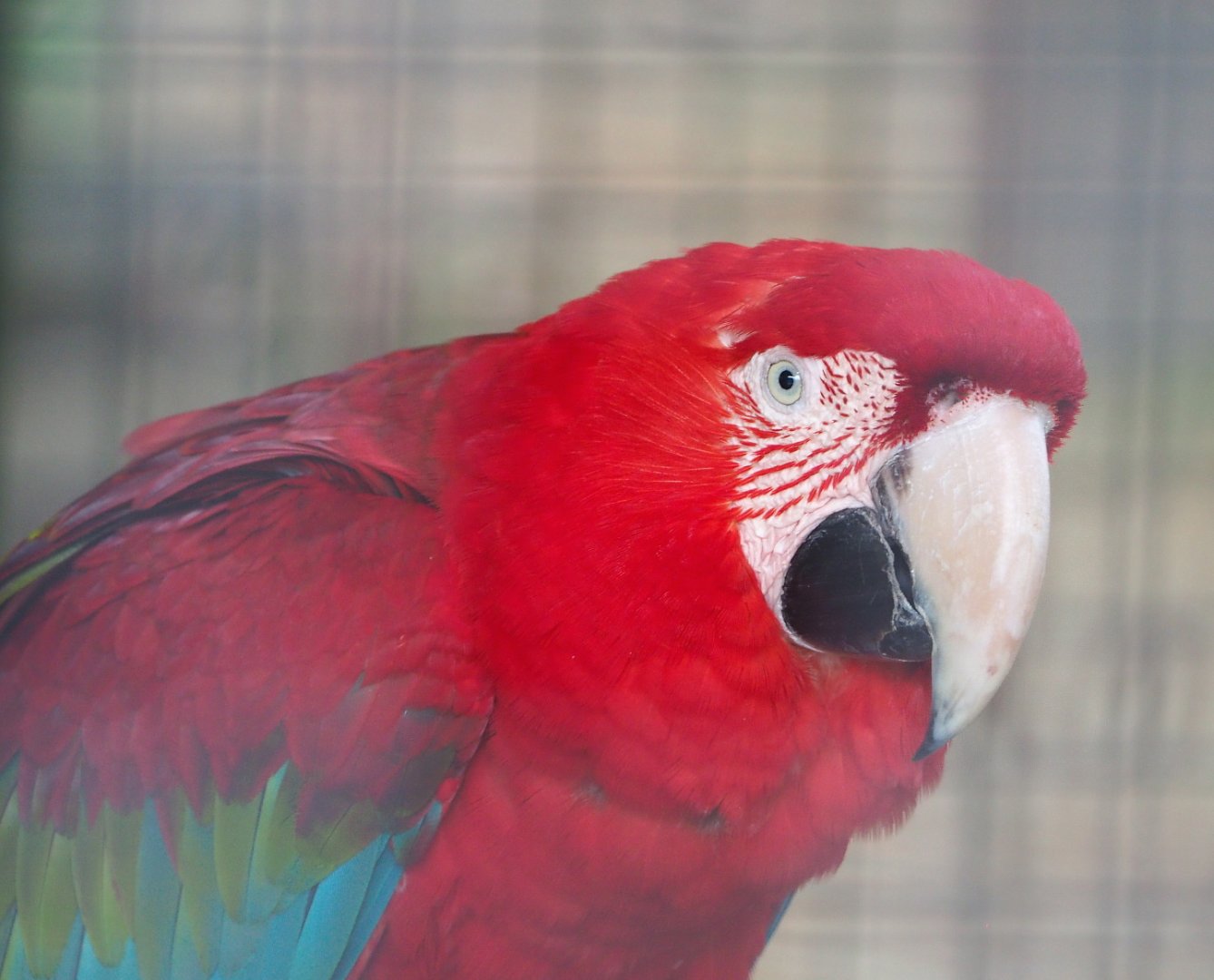 Green-winged macaw (Ara chloropterus), 2021-06-15
