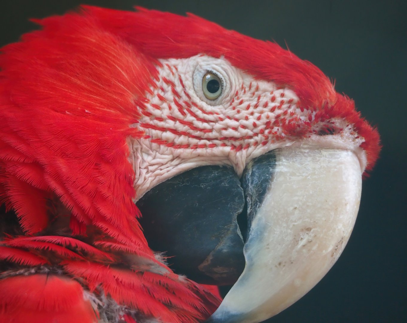 Green-winged macaw (Ara chloropterus), 2023-06-24