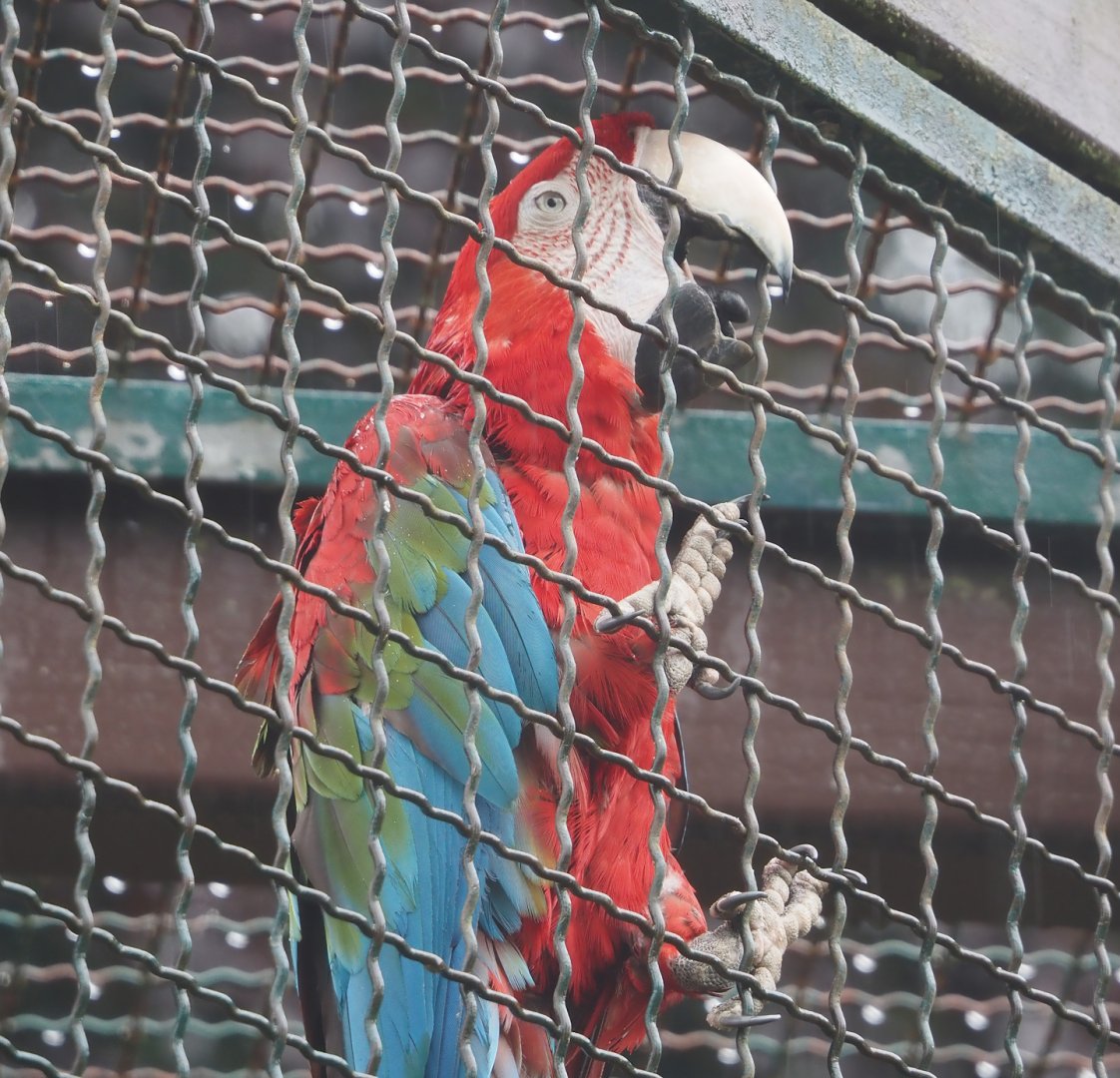 Green-winged macaw (Ara chloropterus), 2024-05-22
