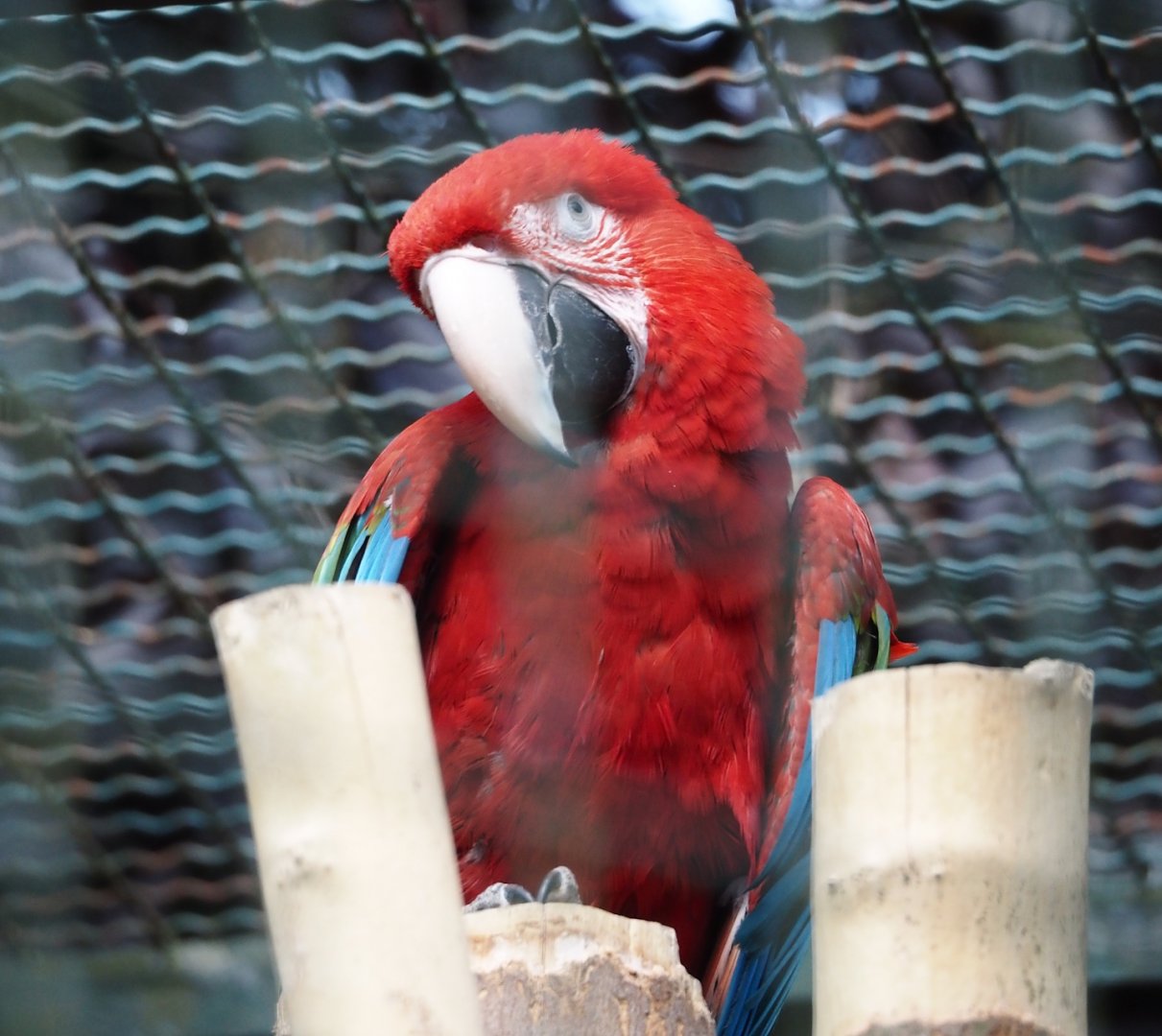 Green-winged macaw (Ara chloropterus), 2024-05-24