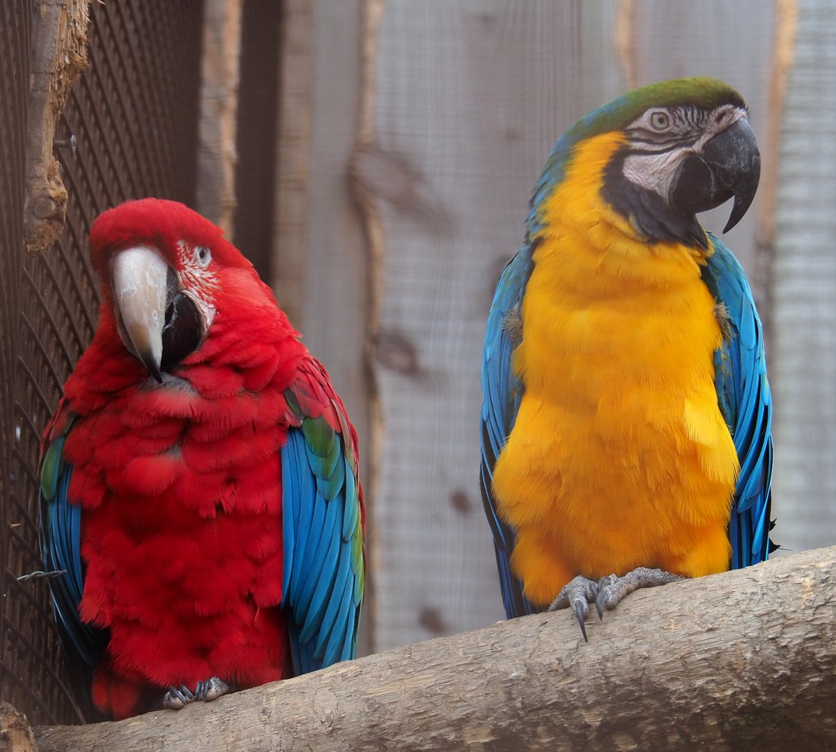 Green-winged macaw (Ara chloropterus) and Blue-and-gold macaw (A. ararauna), 2020-09-12
