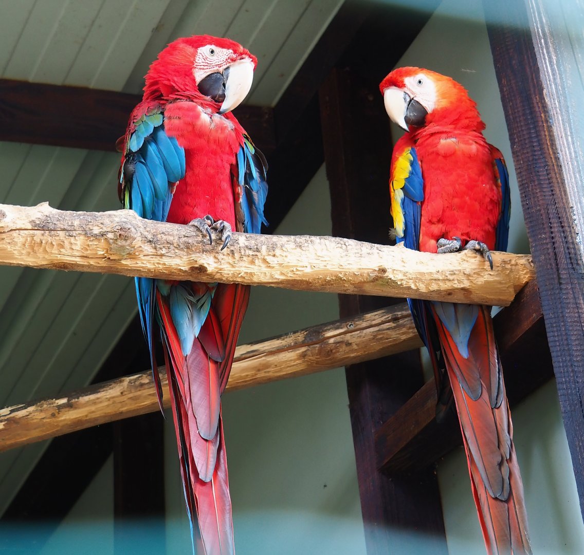 Green-winged macaw (Ara chloropterus) and Scarlet macaw (Ara macao), 2023-06-24