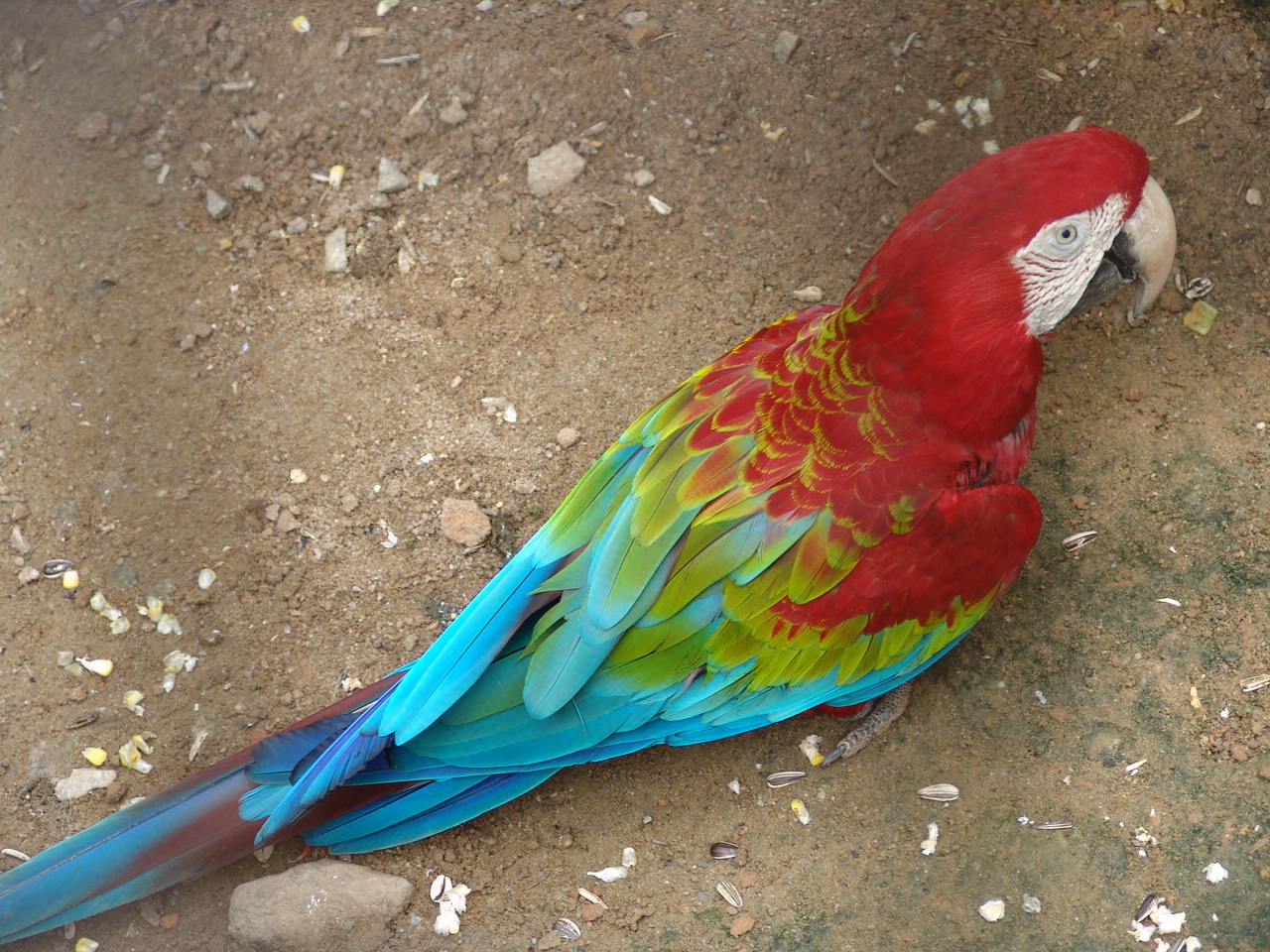 Green Winged Macaw (Ara chloropterus)