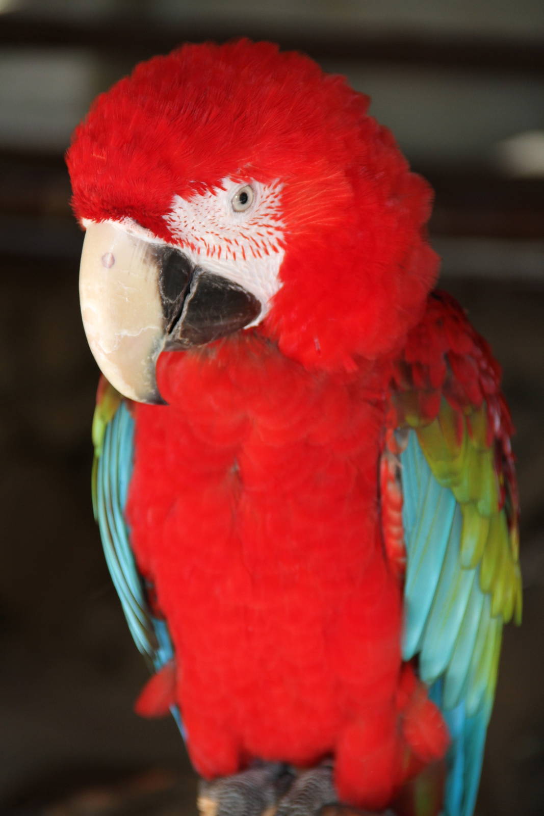 Green-winged Macaw (Ara chloropterus)