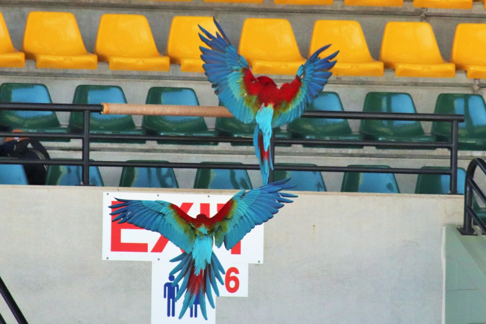 Green-winged Macaw (Ara chloropterus)