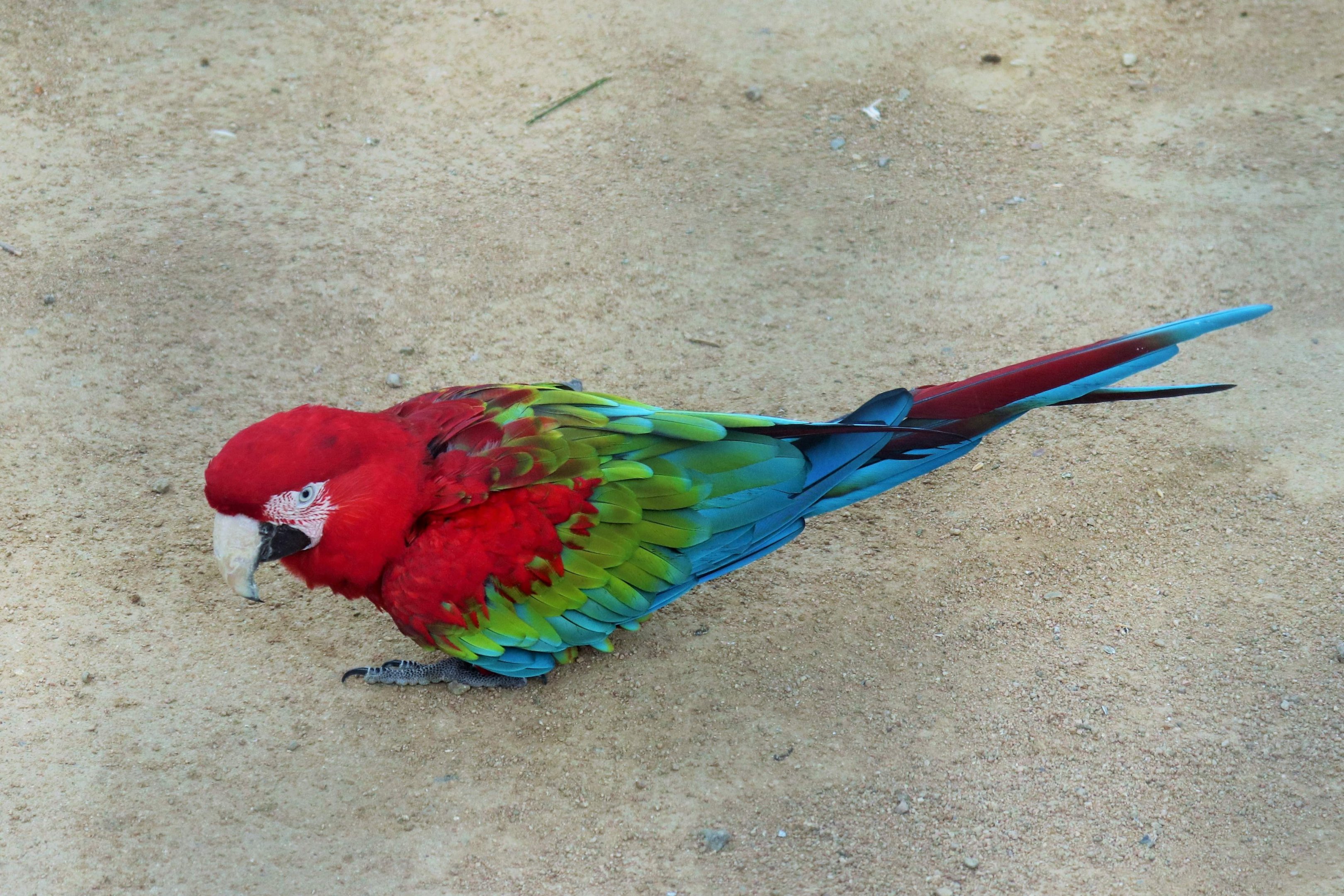 Green-winged Macaw (Ara chloropterus)