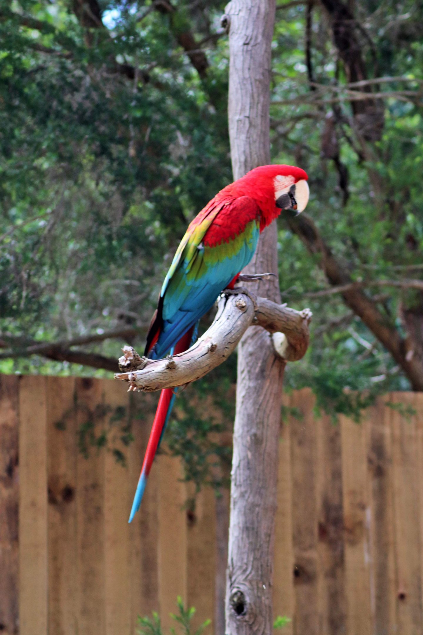 Green-winged Macaw (Ara chloropterus)