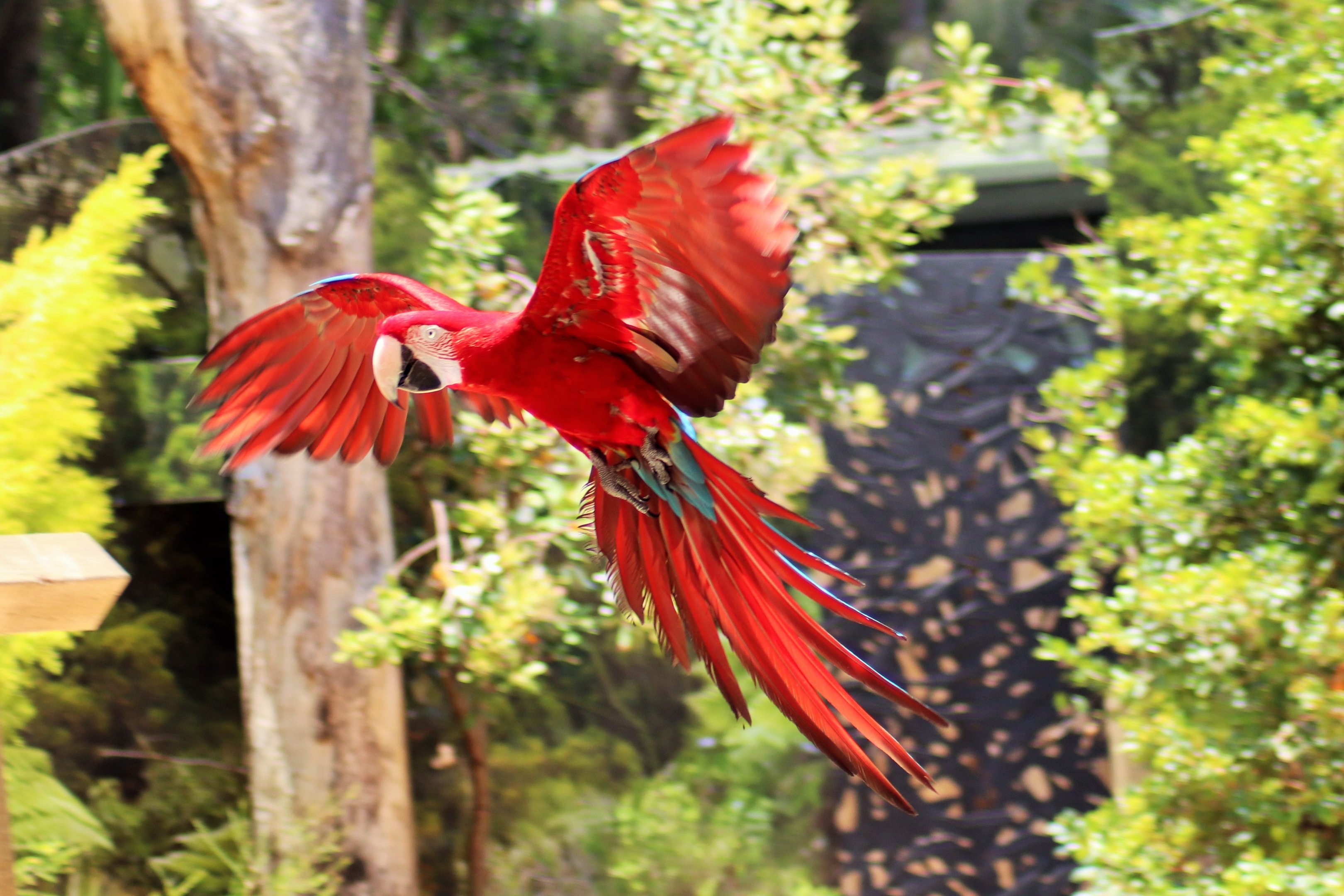 Green-winged Macaw (Ara chloropterus)