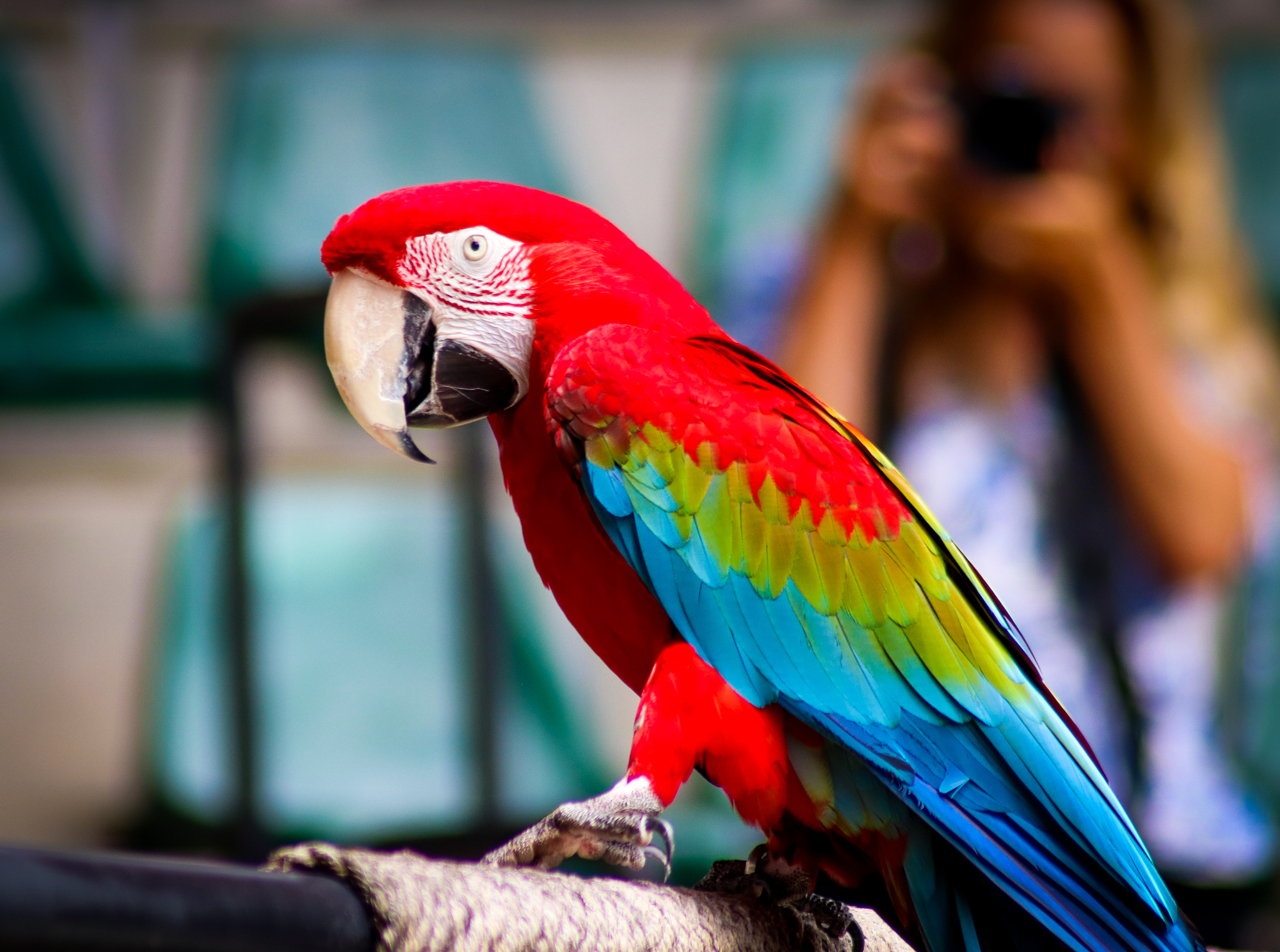 Green-winged Macaw (Ara chloropterus)