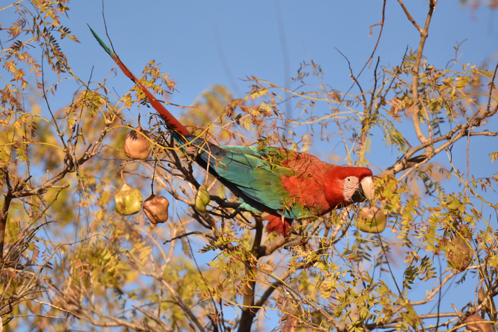 Green-winged Macaw (Ara chloropterus)