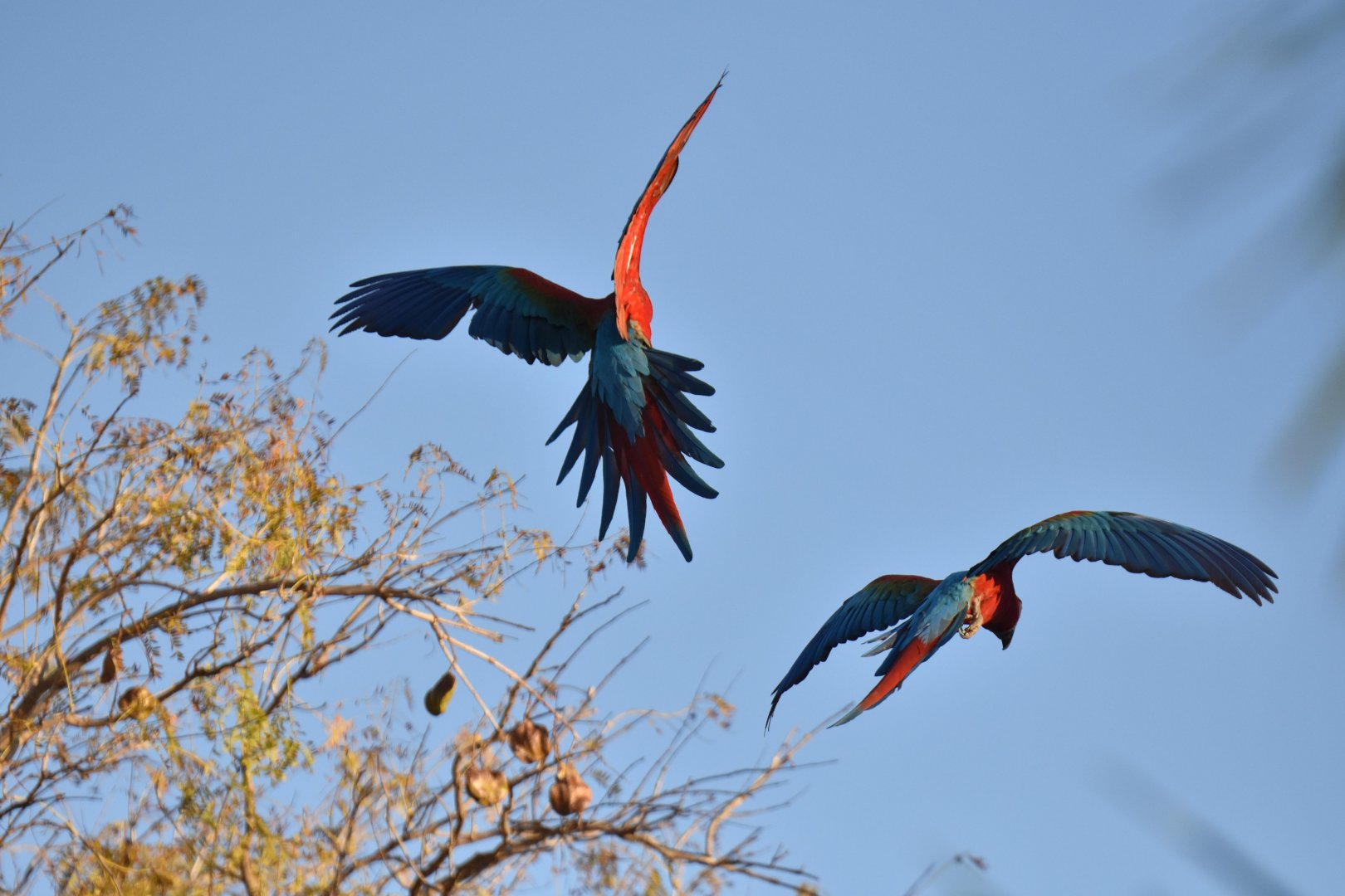 Green-winged Macaw (Ara chloropterus)