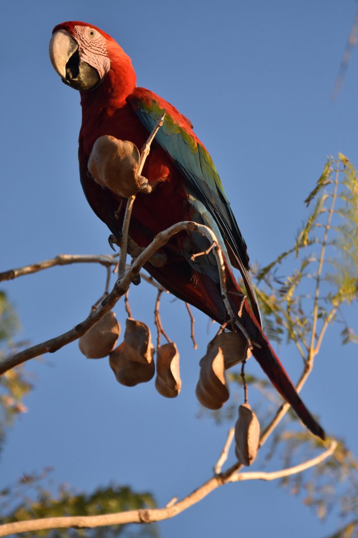 Green-winged Macaw (Ara chloropterus)