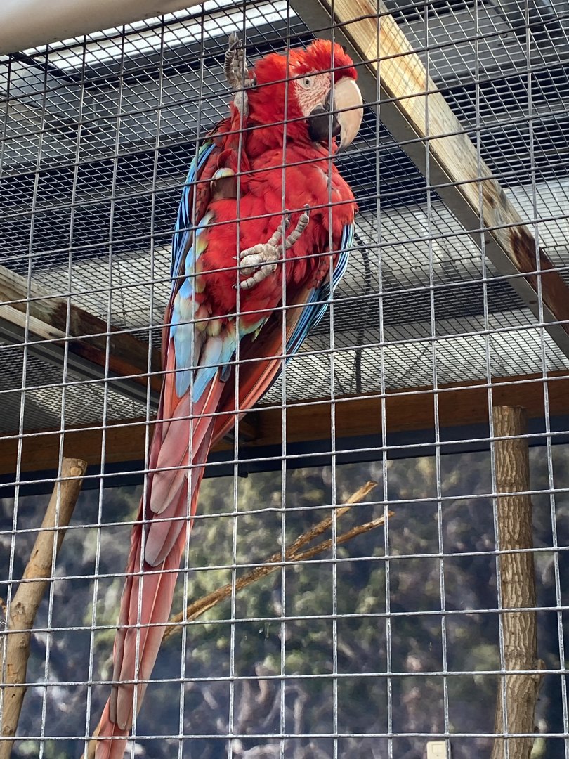Green-Winged Macaw (Ara chloropterus)