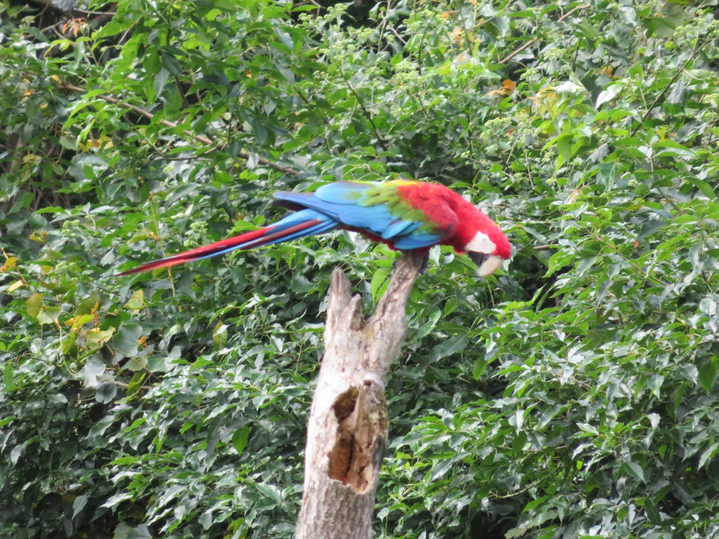 Green-winged Macaw (Ara chloropterus)