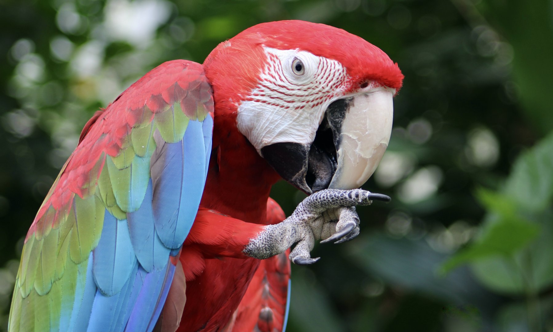 Green-Winged Macaw (Ara chloropterus)