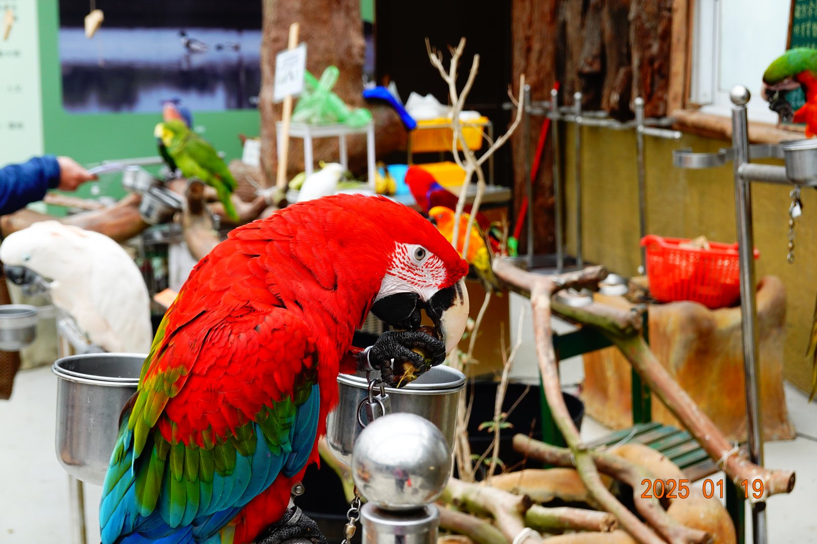 Green-winged Macaw (Ara chloropterus)